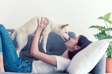 Güzel genç Asyalı kadın kanepede uzanıp evdeki beyaz Shiba Inu köpeğiyle oynuyor. İnsanlar ve evcil hayvanlarla neşeli ve hoş bir çift. Evcil hayvan sevgisi kavramı