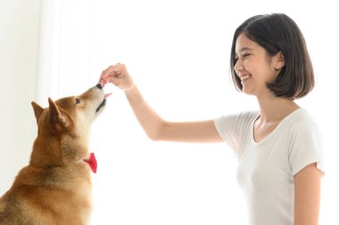 Yerde oturup Shiba Inu Japon köpeğiyle oynayan neşeli, neşeli, genç Asyalı kadın, insanlarla ve evcil hayvanlarla neşeli ve sevimli çift, insanlar ve evcil hayvan. Evcil hayvan sevgisi kavramı