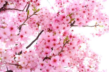 Osaka 'da ilkbaharda pembe kiraz çiçekleri tam çiçeklenir. Çok güzel.