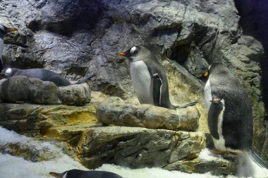 Osaka 'daki Kaiyuken Akvaryumu' ndaki Penguen. Japonya