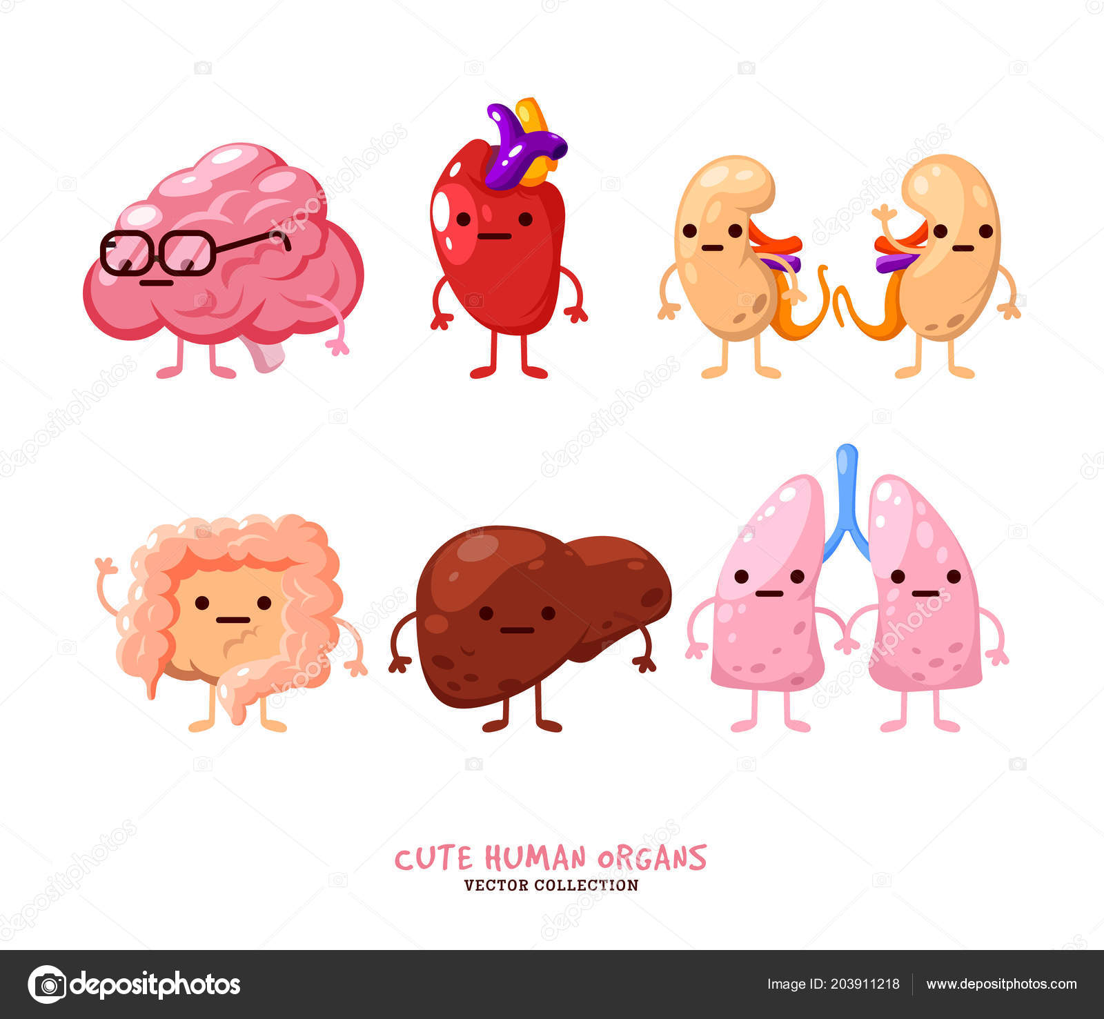 Human internal organs illustrations. Funny human body organs. Kidneys,  liver. Heart, brain and lungs. Stock Vector Image by ©Vivali #203911218