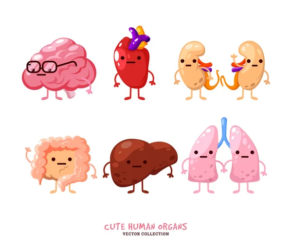 Human internal organs illustrations. Funny human body organs. Kidneys, liver. Heart, brain and lungs. — Stock Vector