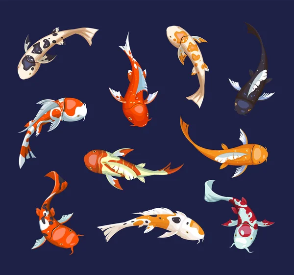 Set of koi carps. Koi japanese fish vector illustration. Chinese goldfish. Koi symbol of wealth. Aquarium illustration. — Stock Vector