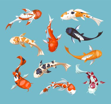 Koi carps. Koi Japon balık vektör çizim. Çin Japon balığı. Koi sembol servet. 