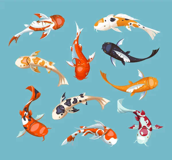 Koi carps. Koi japanese fish vector illustration. Chinese goldfish. Koi symbol of wealth. — Stock Vector