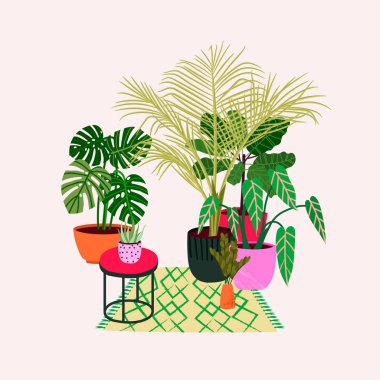 Popüler tropikal houseplants : monstera, palmiye, ficus, dracaena. 