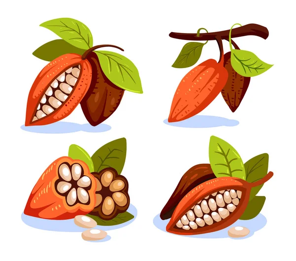 Fasole de cacao ilustrare stil desene animate. Ciocolată boabe de cacao copac . — Vector de stoc