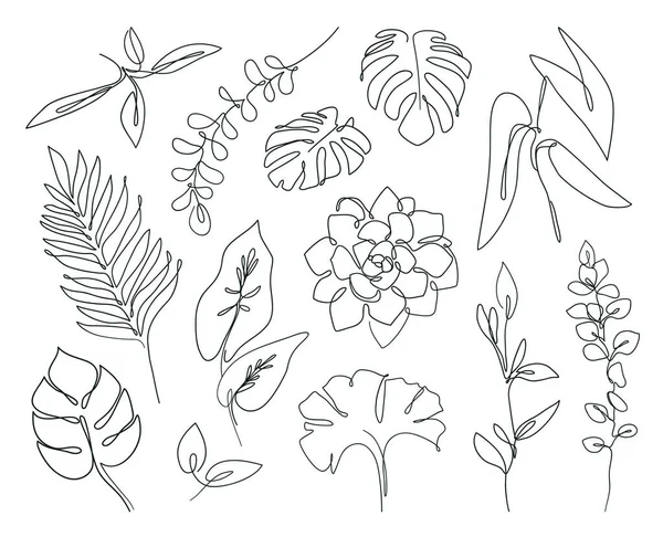 Vector Conjunto de hojas de una línea: palma tropical, eucalipto, monstera, suculentas, plantas de la casa. Conjunto botánico abstracto en estilo de línea continua . — Archivo Imágenes Vectoriales