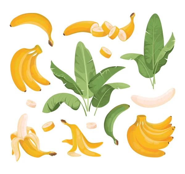 Set de ilustrații vectoriale de banane. Pachet exotic de fructe de banane: ciorchini, frunze de palmier. Banane coapte, gustare de fructe — Vector de stoc