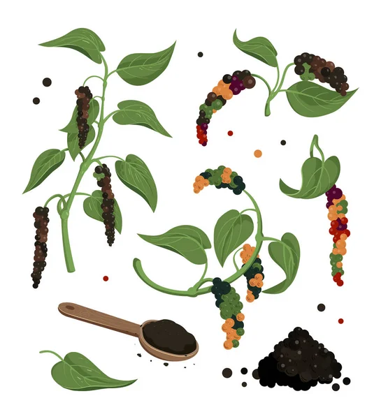 黒コショウベクトルクリッパー。乾燥した熟した種子、接地粉末. — ストックベクタ