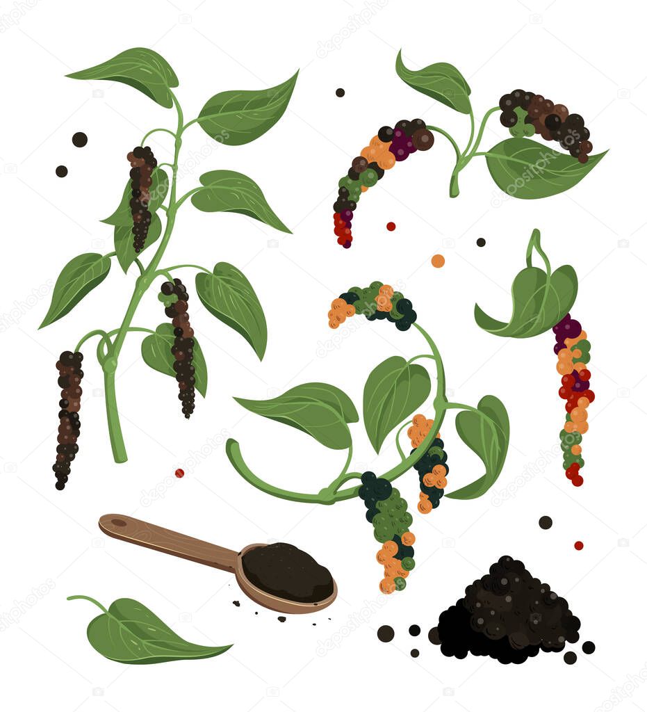 Black pepper plant with leaves and peppercorns, isolated icons. Botanical illustration for labels, packages, culinary ingredient.