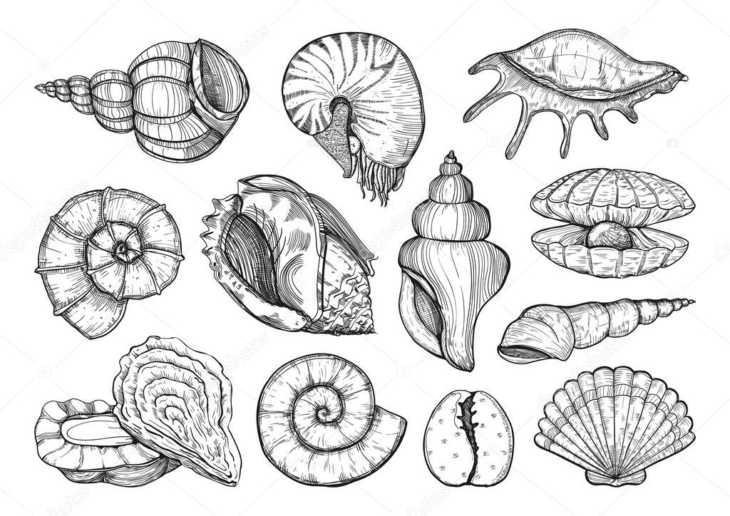 Seashells vector set in sketch style. Sea shell isolated sketch drawing, marine engraving illustration on white background.