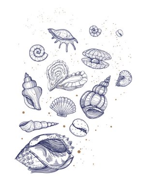 Deniz kabuğu vektörü ayarlandı. Deniz hayatı izi. Çeşitli yumuşakçalardan oluşan deniz tasarımı, farklı deniz kabukları.. 