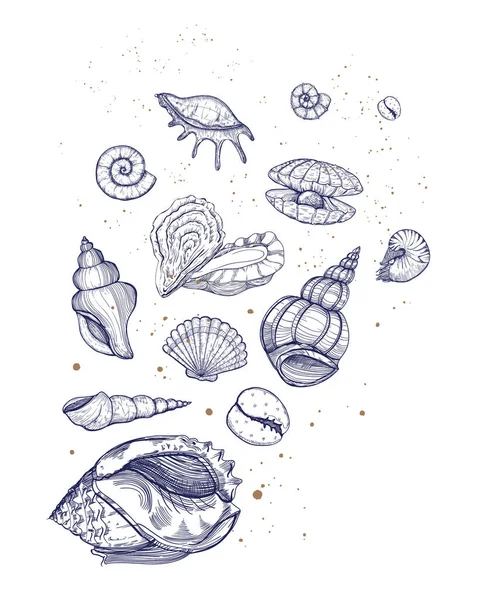 Seashells vector set. Sea life print. Sea design with various mollusk, sea shells different forms. — Stock Vector