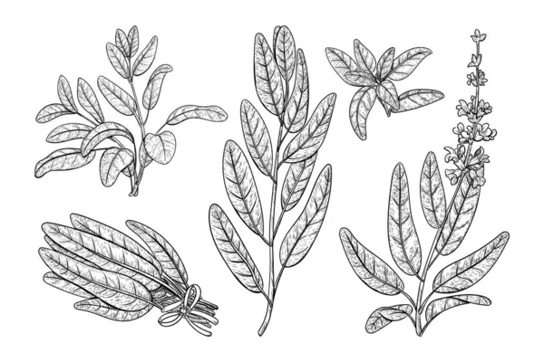 Ilustración vectorial de bocetos de Salvia. Set de dibujo a mano de salvia culinaria aislado sobre fondo blanco. — Archivo Imágenes Vectoriales