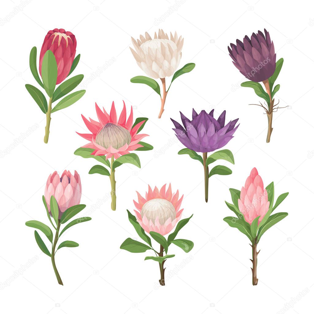 Protea flowers. Tropical vector flowers clip art. 