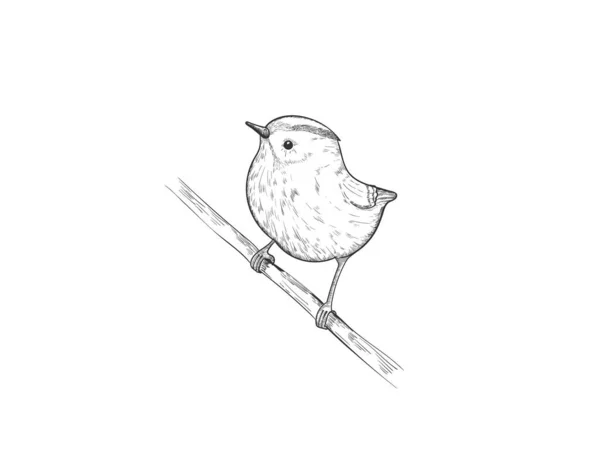 Pequeño pájaro en estilo de boceto, ilustración dibujada a mano vector. — Vector de stock