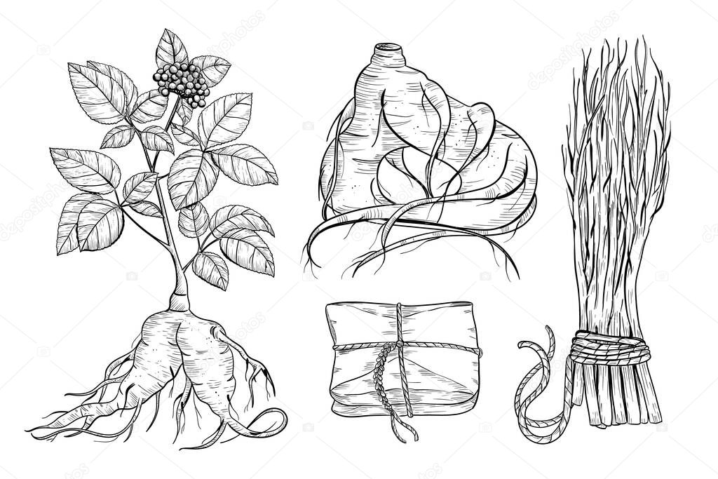 Sketch illustration of panax ginseng. Traditional medicine, herbal therapy ingredient.