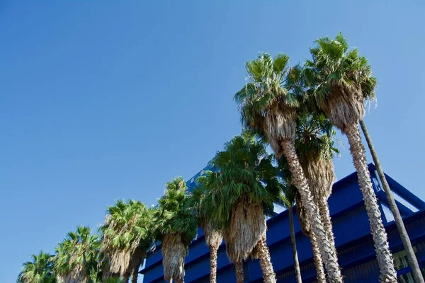 Palmbomen op de blauwe lucht achtergrond — Stockfoto