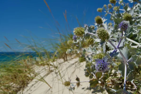 Plage ensoleillée avec dunes de sable et ciel bleu. Océan — Photo