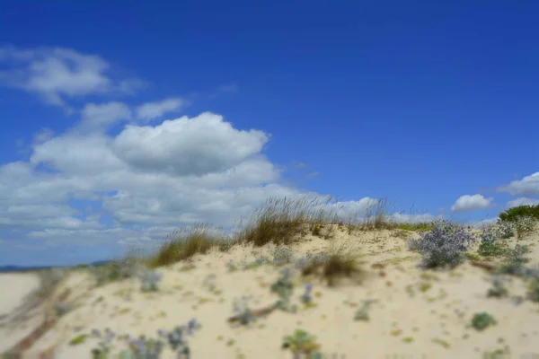 Plage ensoleillée avec dunes de sable et ciel bleu. Océan — Photo