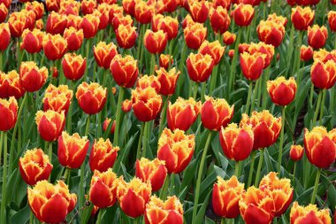 Dosyalanmış güneşli bir yaz renkli çiçek