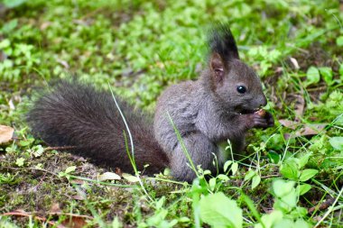 Sincap gri ağaç orman yaz