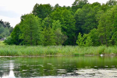 Nehir ve ağaçlarla kaplı bahar manzarası