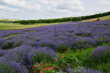 Güzel yaz yatay çiçek açması çayır ve çiçekler. kır çiçekleri blooming bahar