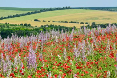 Güzel yaz yatay çiçek açması çayır ve çiçekler. kır çiçekleri blooming bahar