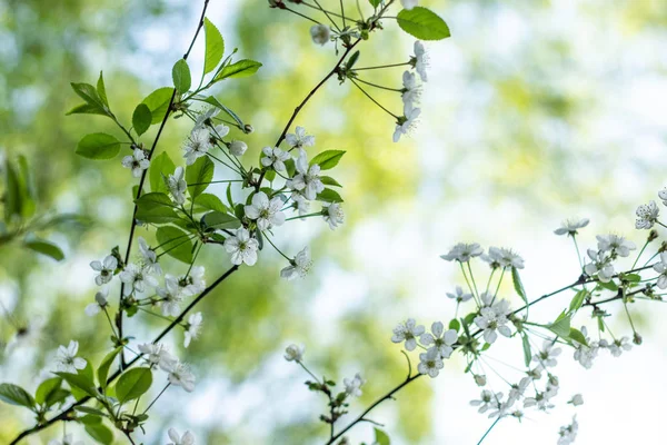 開花桜。桜 — ストック写真