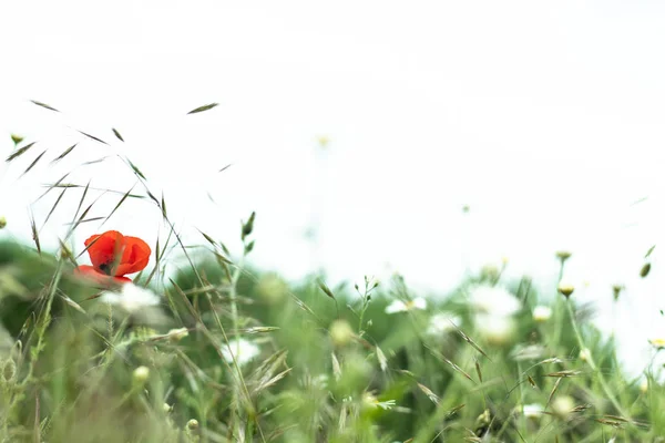 Campo de primavera de amapola roja paisaje — Foto de Stock