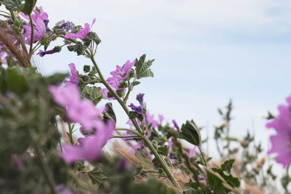 Fioritura fiori primaverili ed erba verde — Foto Stock