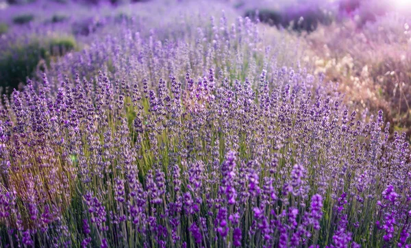 Zbliżenie krzewy lawendy fioletowy aromatyczne kwiaty na polu lawendy — Zdjęcie stockowe