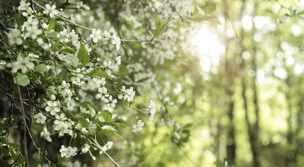 Blühende Kirschen. Kirschblüten Frühling — Stockfoto