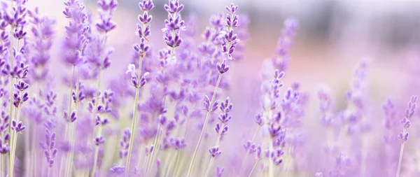 Sträucher mit lila aromatischen Lavendelblüten in der Nähe des Lavendelfeldes — Stockfoto