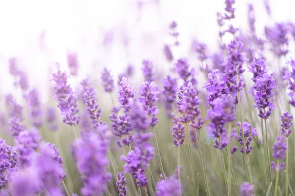 Primer plano Arbustos de lavanda flores aromáticas púrpuras en el campo de lavanda — Foto de Stock