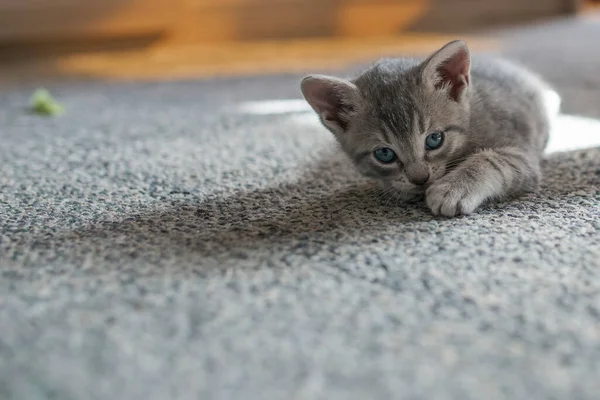 Kitten Blue Eyes Gray Carpet — Stock Photo, Image