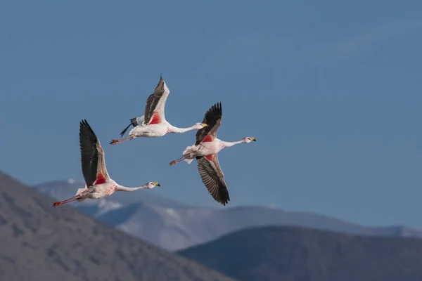 Três Flamingos Voam Nas Montanhas Dos Andes Imagens De Bancos De Imagens