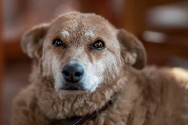 Sarı olanlar olarak bilinen sektörde su azaltılıyor.