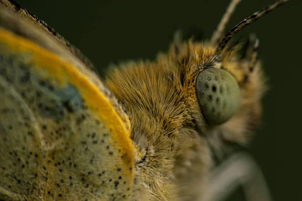 Yaklaş ve büyüt gözlerin ve kelebek kanatlarının