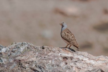 And Dağlarının Endemik Kuşu