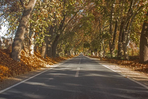 Lonely Road Autumn Afternoon Whit Trees — Stock Photo, Image