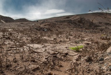 Çölde yeşil bitki yetişiyor.