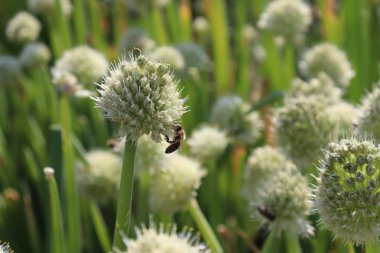 Yaban hayatı. Arı polen toplar