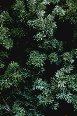 Yılbaşı ağacı dalları olan yeşil arkaplan, metin için yer.