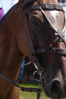 Açık hava güneşli bir alanda, kahverengi bir at ve dizginleri yerinde duruyor..