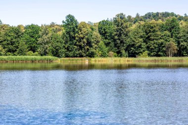 Güneşli bir günde sık ağaçlarla çevrili sakin bir göl..
