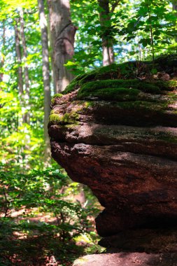 Güneş ışığında yemyeşil ağaçlarla çevrili, yosunla kaplı büyük bir kaya..