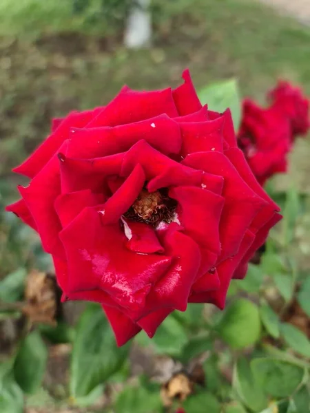 Nesta Foto Uma Bela Flor Planta Rosa Vermelha Com Botão — Fotografia de Stock